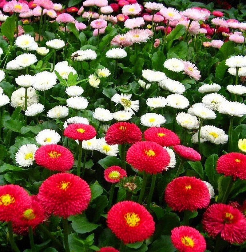 English Daisy Seeds - 2000+ Mixed Wildflower Seeds Bellis perennis for Borders & Pollinators