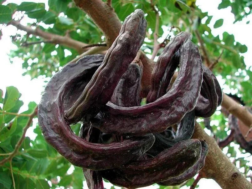 St. John's Bread Tree Seeds (10 Seeds) - Ceratonia Siliqua Carob Tree for Planting