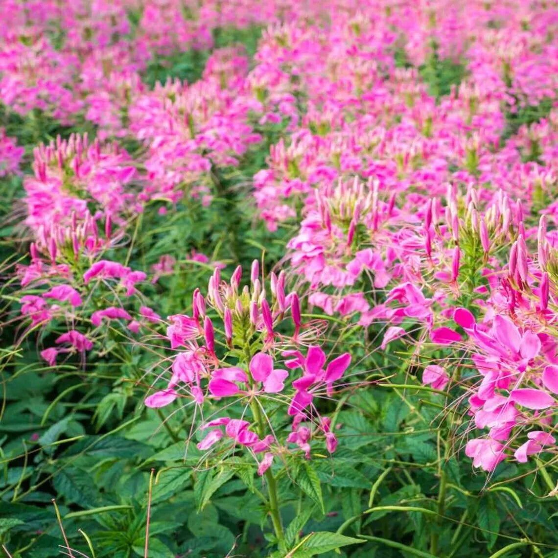Jazzberry Spider Seeds - Perennial Clome Spinosa - Butterfly Attracting, Easy to Grow, 100 Pack