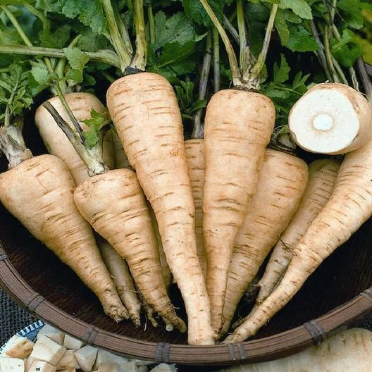 All American Parsnip Seeds - 500 Non-GMO Heirloom Seeds | Pastinaca sativa | USA Seller