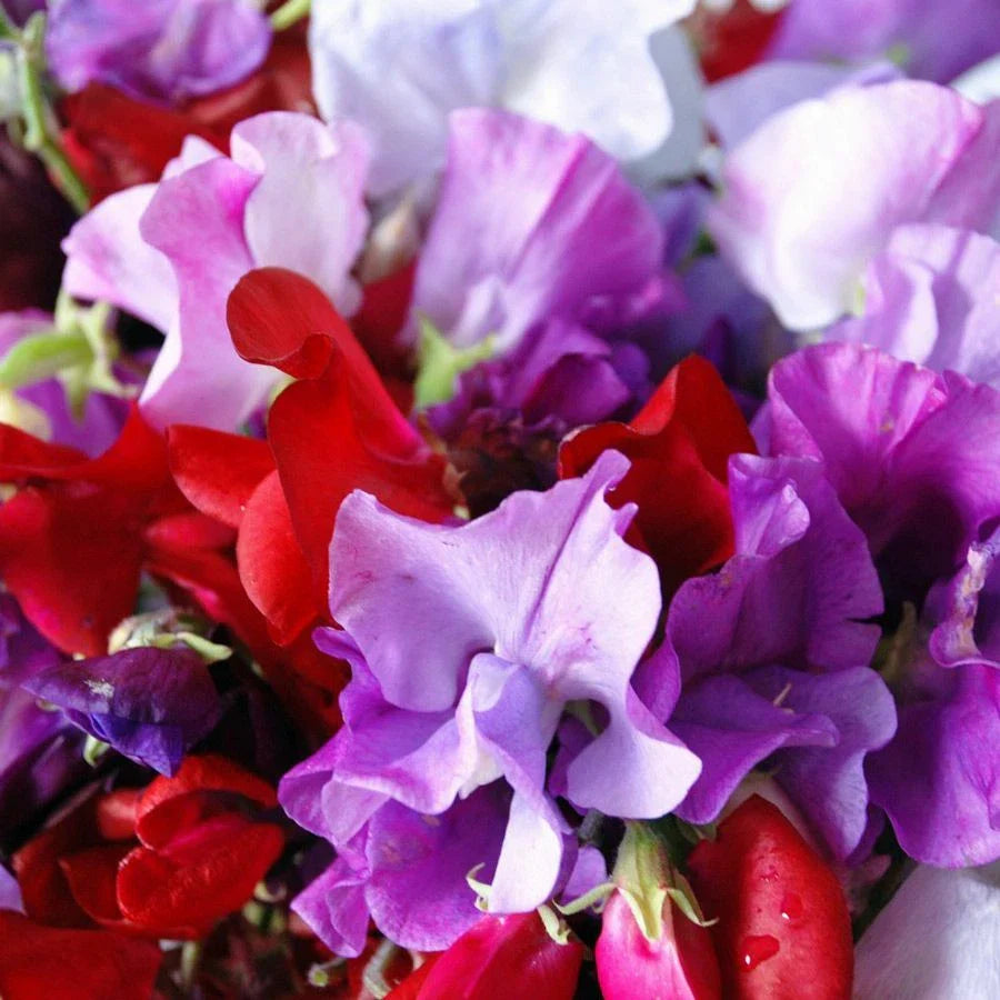 Royal Mix Sweet Pea Seeds | Fragrant Red Pink Garden Flower Seed | Lathyrus odoratus | 2025