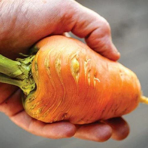 Oxheart Carrot Seeds - 1000+ Seeds for Garden Planting - Daucus carota - USA Grown, Organic Quality