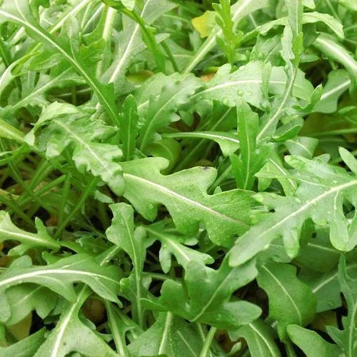 Sylvetta Arugula Seeds - Heirloom Non-GMO Organic Seeds - Salad Greens - Eruca sativa - Free Shipping