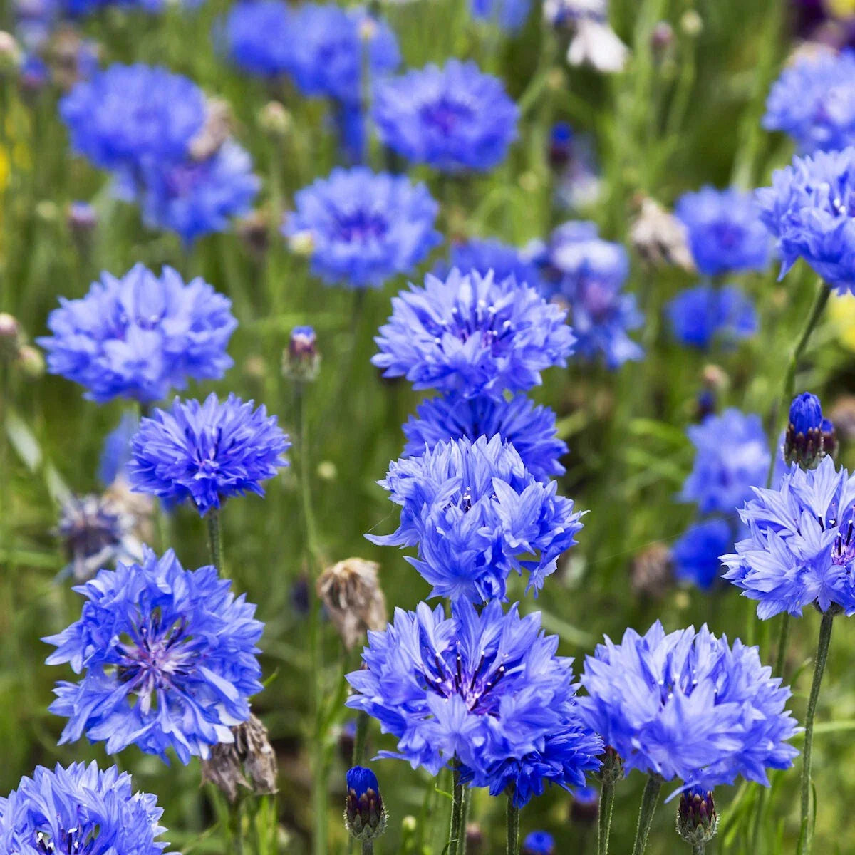 Wildflower Seeds 1Lb Tall Blue Bachelor Button Cornflower Seeds (Centaurea cyanus) for Gardens & Pollinators