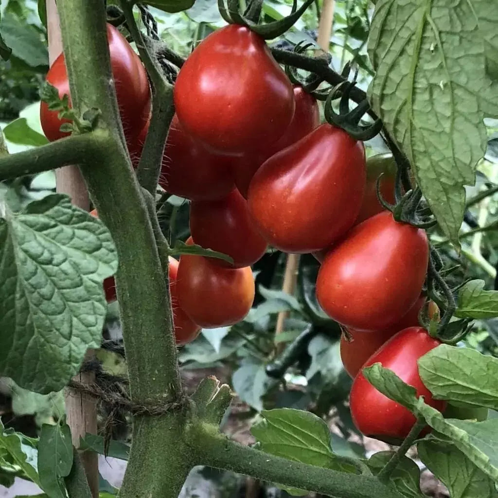 Napoli Tomato Seeds - 120+ Heirloom Organic NON-GMO Seeds - Solanum lycopersicum - Fresh Gardening Supplies