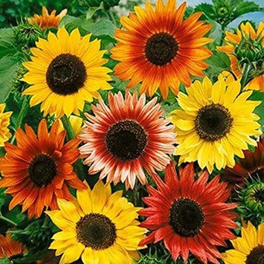 Autumn Beauty Mix Sunflower Seeds - 55 Pack, Helianthus annuus, Vibrant Autumn Colors for Garden & Cut Flowers