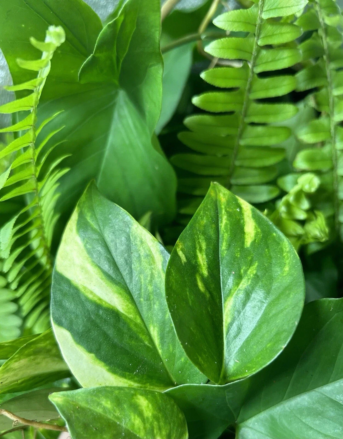 Rooted Plant Cuttings - 15 Pieces - Assorted Varieties - Perfect for Propagation - Ideal for Home Decor and Gardening