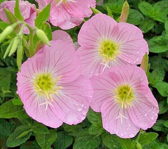 Showy Pink Evening Primrose Seeds - 100 Count - Oenothera speciosa Pink Flowering Perennial Garden Plant