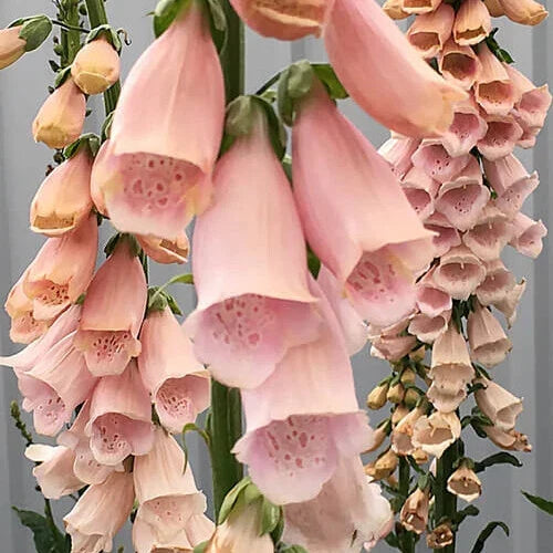 Apricot Foxglove Seeds | Digitalis purpurea | Non-GMO Flower Seeds for Borders & Containers