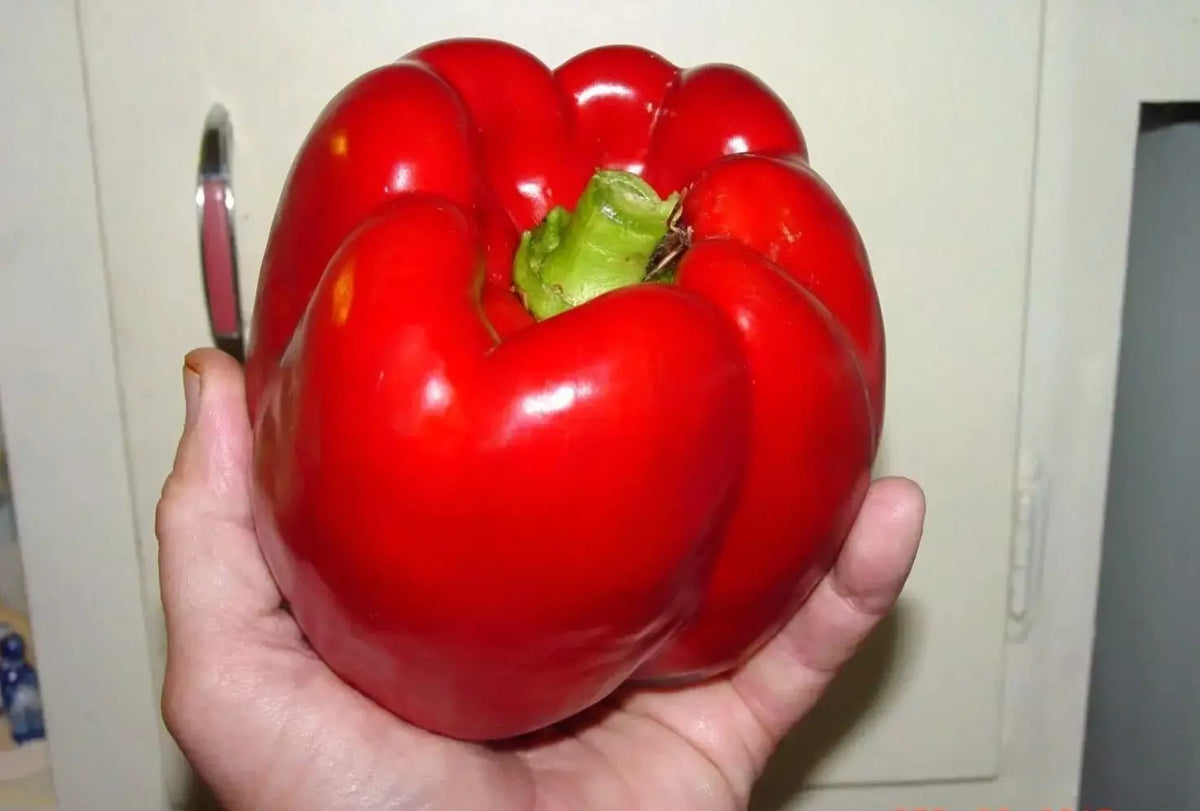 Giant Red Bell Pepper Seeds - 120+ Organic Heirloom Non-GMO Capsicum annuum for Garden, Patio, or Container Growing