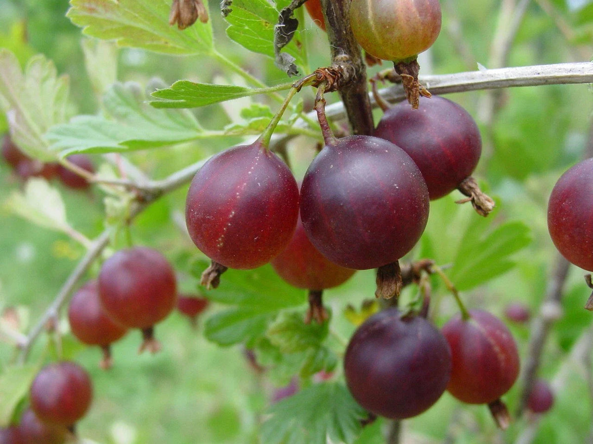 Pixwell Gooseberry Live Rooted Starter Plant 3-4 ft Edible Shrub Zones 3-8 Ribes uva-crispa Organic Non-Pesticide