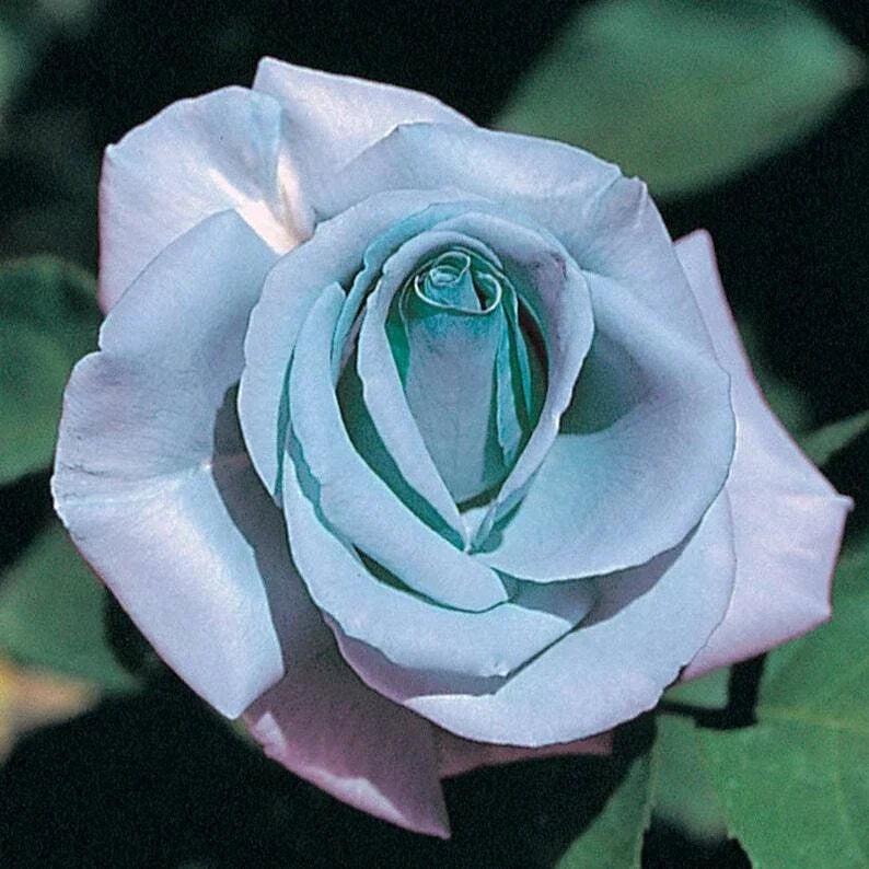 Blue Rose Seeds - Perennial Flowering Shrub Seeds - Rosa spp. Blue Blooming Flowers for Garden, Border, Container Planting