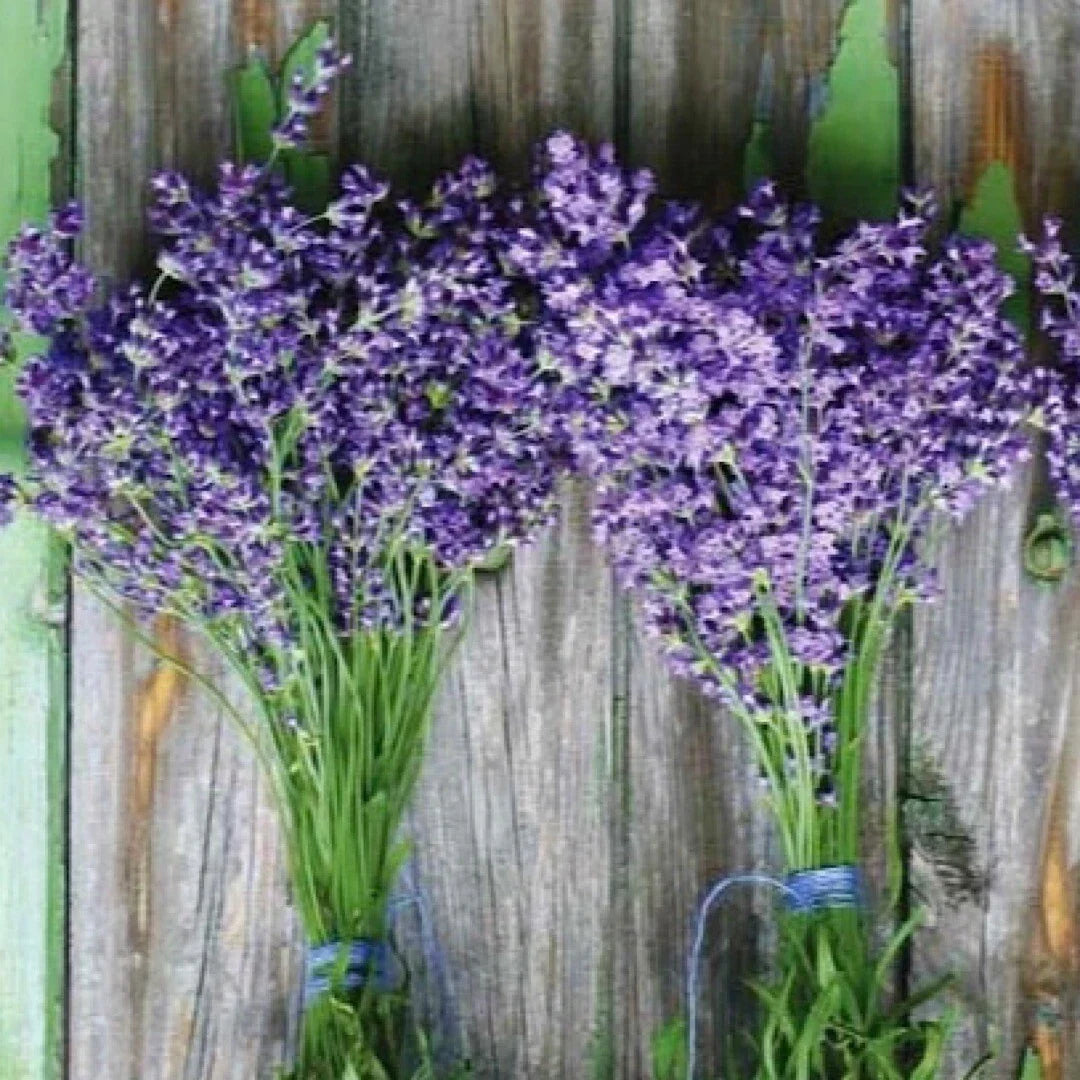 Lavender Seeds 100++ Munstead Purple Herb Seeds Lavandula angustifolia for Garden, Pollinator Attracting, Drought-Resistant