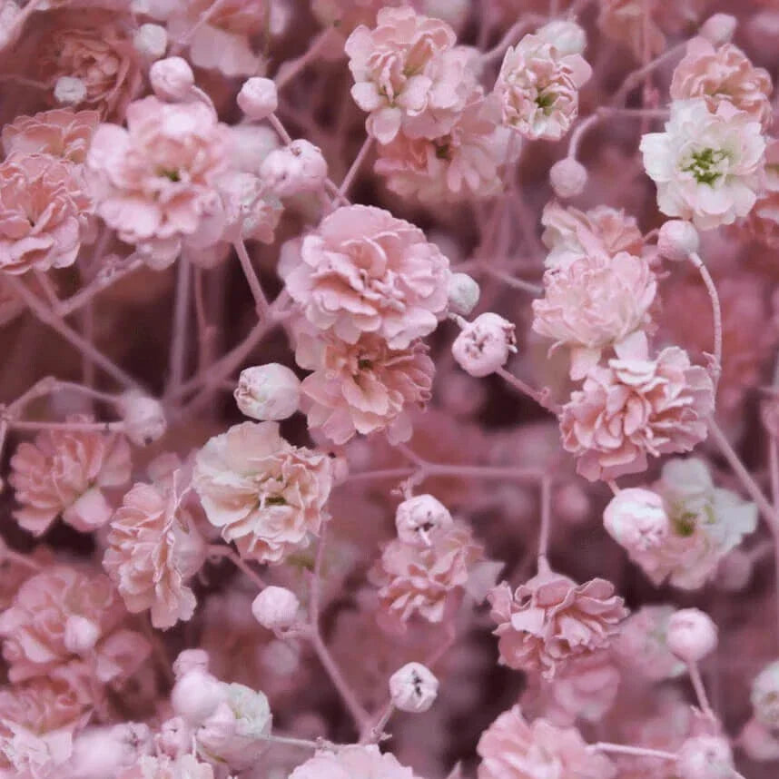 Pink Baby's Breath Seeds – Non-GMO Gypsophila elegans for Borders, Bouquets & Gardens, 100 Seeds Pack