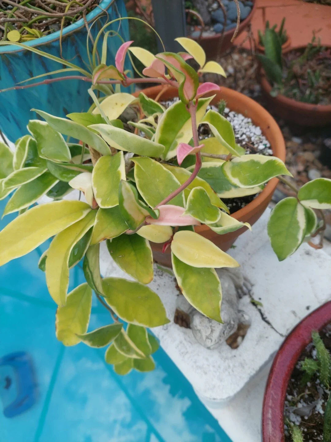 Hoya Tricolor Carnosa Krimson Queen Live Houseplant - Variegated Green & White Foliage - Hoya carnosa 'Krimson Queen'
