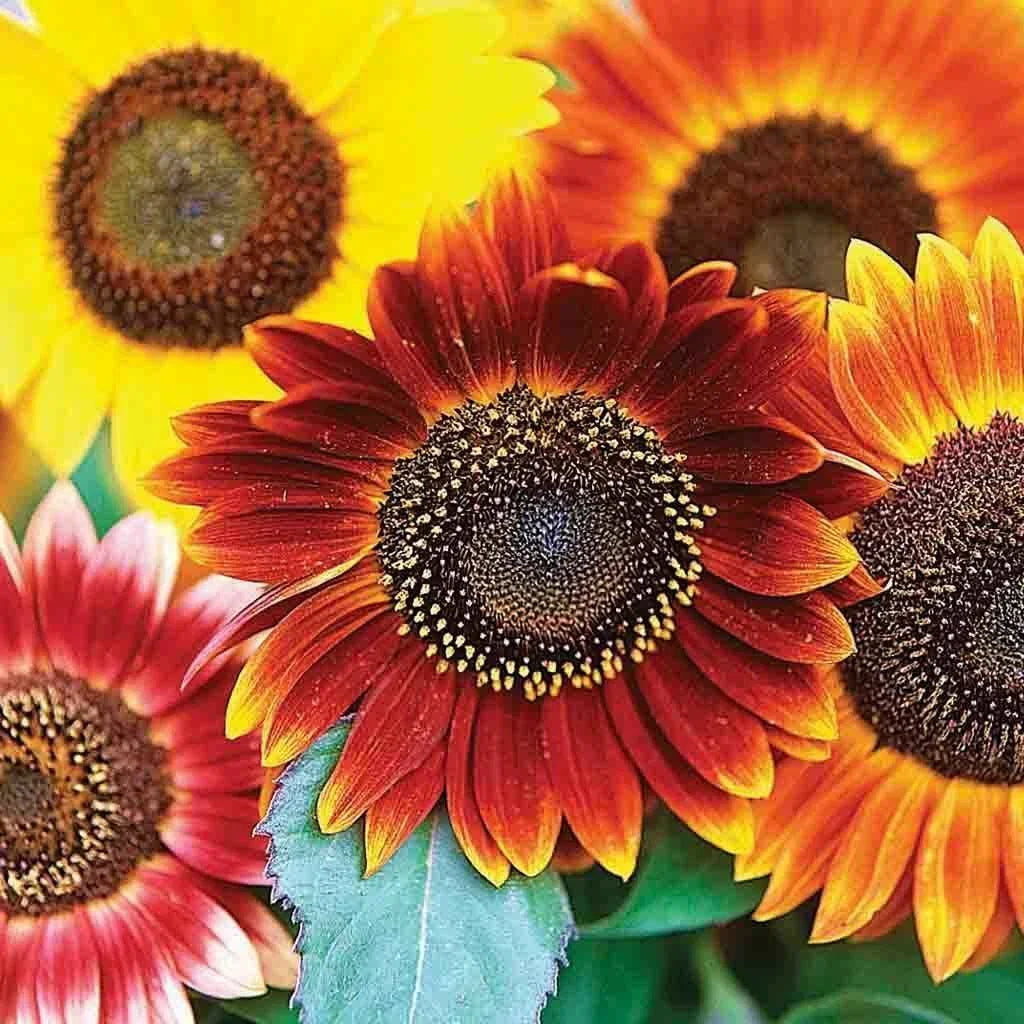 Sunflower Seeds 50+ Autumn Beauty Multicolor Mix Annual Cut Flower Helianthus annuus - Free Shipping