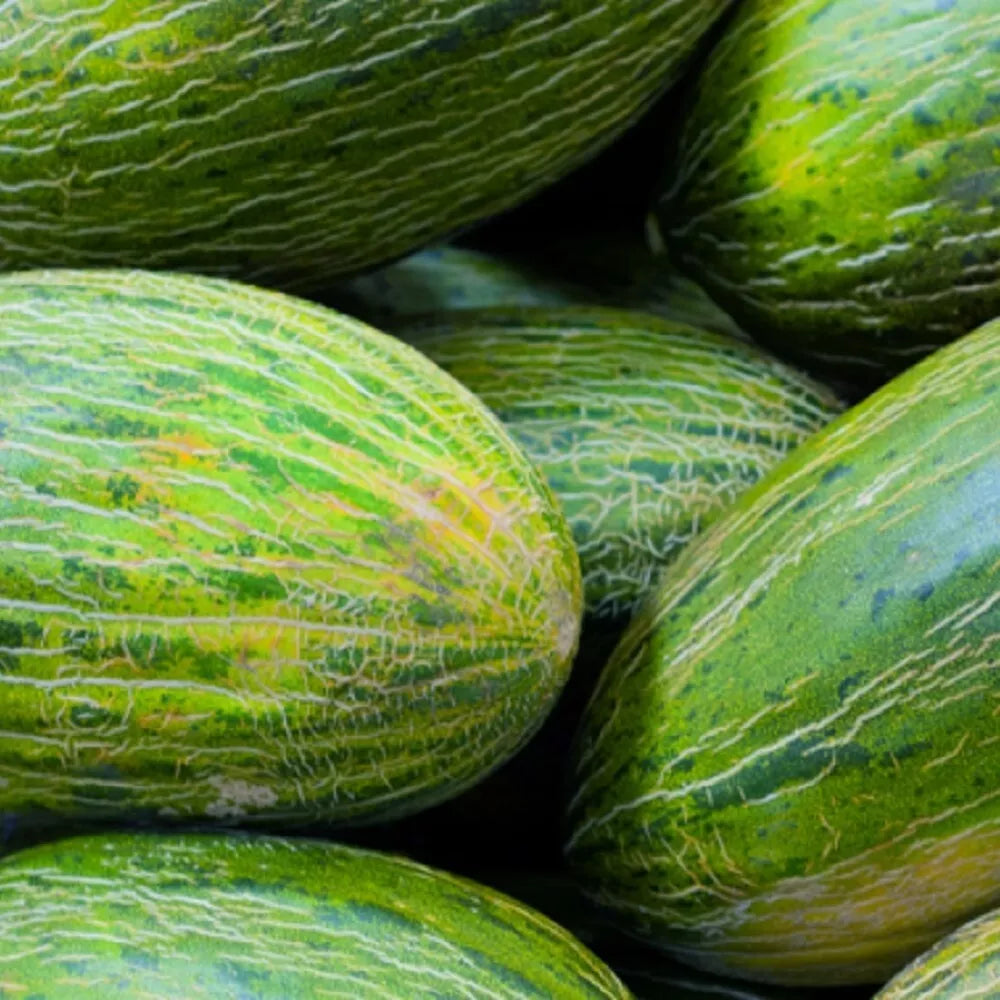Valencia Late Melon Seeds - NON-GMO Heirloom Cucumis melo, Juicy Orange Flesh, Sprawling Vines, Garden Seeds Pack of 25