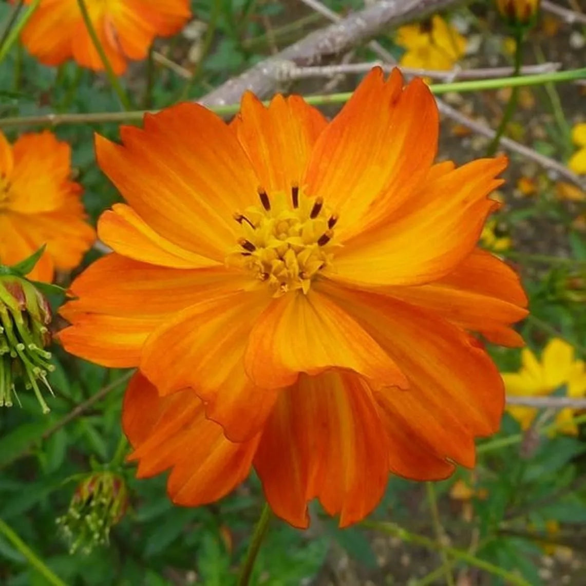 Cosmos Seeds 100 Ct Tall Orange Sulphur Annual Flower Garden, Cosmos bipinnatus, Full Sun, Easy to Grow