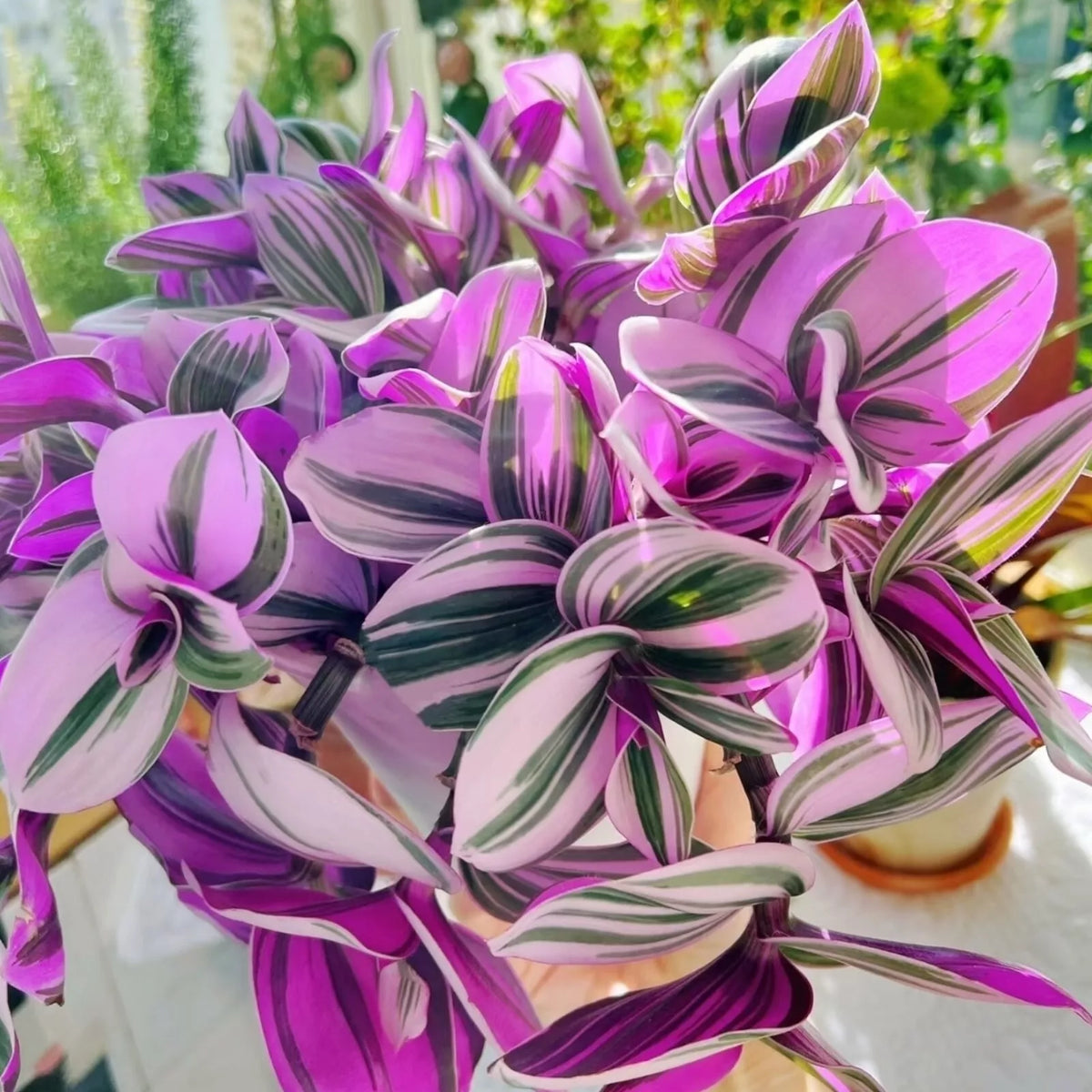 Unrooted Cuttings 3"-4" Tradescantia Nanouk - Rare Pink Wandering Jew - Perfect for Plant Enthusiasts