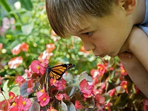 Outdoor STEM Kit - Wildflower Seeds for Hummingbirds & Monarch Butterflies - Perennial Mix, Native Plants