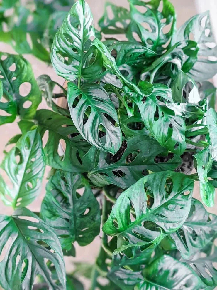 Monstera Adansonii Cuttings - Swiss Cheese Plant - Indoor/Outdoor Houseplant - Easy Care Greenery