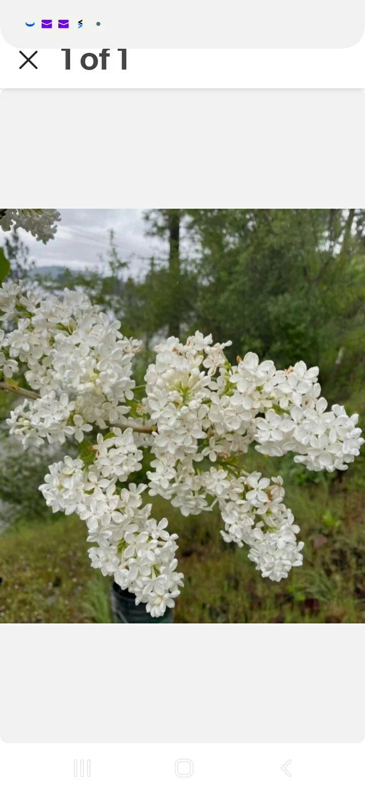 Jumbo Bare Root Lilac Bush White - Syringa vulgaris - 5 Plants with Planting Instructions