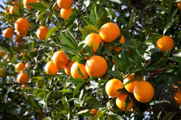 Orange Fruit Tree Scions Cuttings 6-8 Inches for Rooting and Grafting - Citrus sinensis