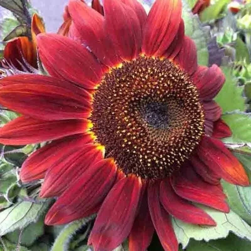 Red Sunflower Seeds – Non-GMO Heirloom – Vibrant Red Petals – Helianthus annuus – Pack of 25+ Seeds for Gardening
