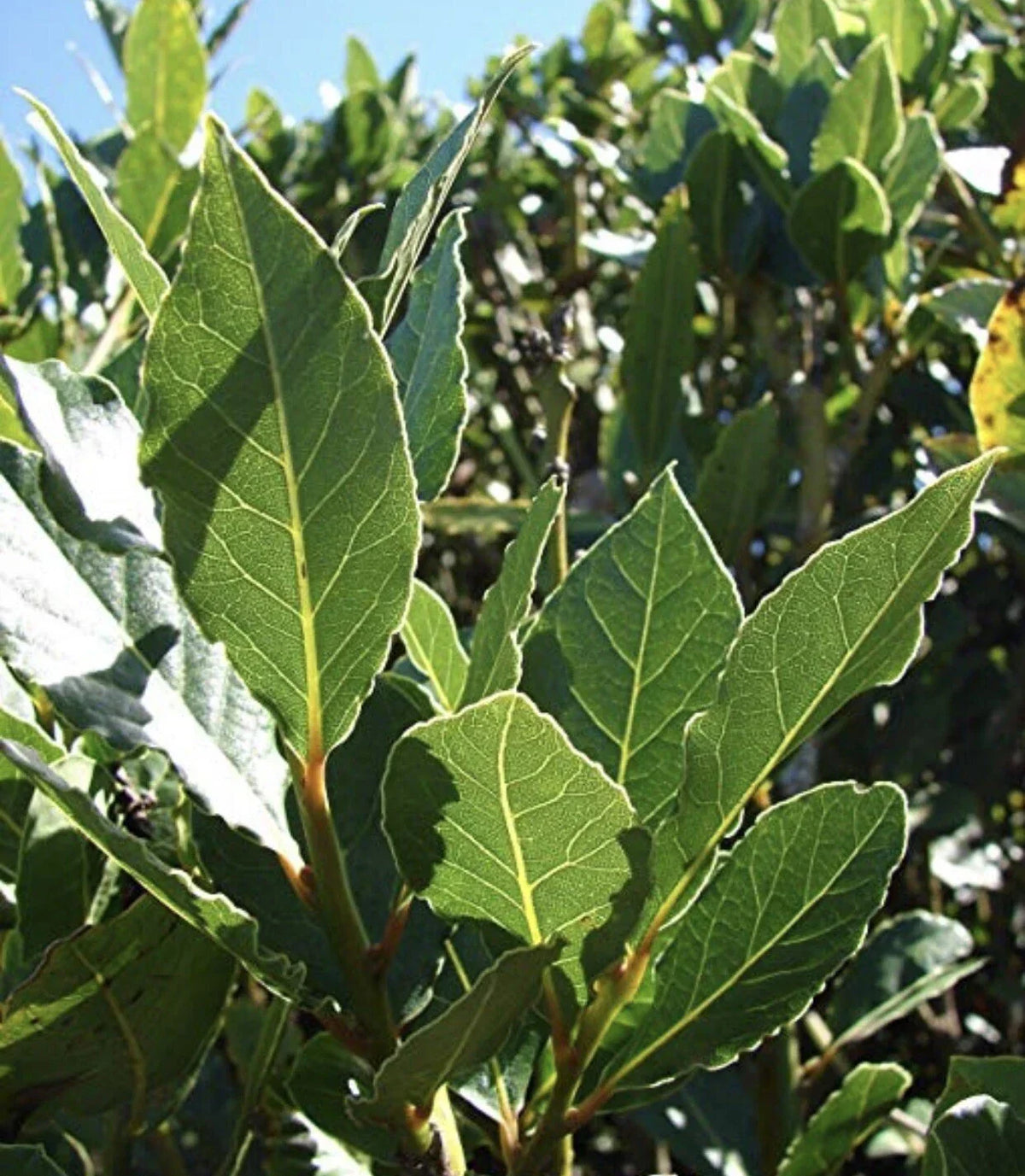 Sweet Laurel Bay Tree Cuttings 5 Pack - Laurus nobilis Culinary Herb