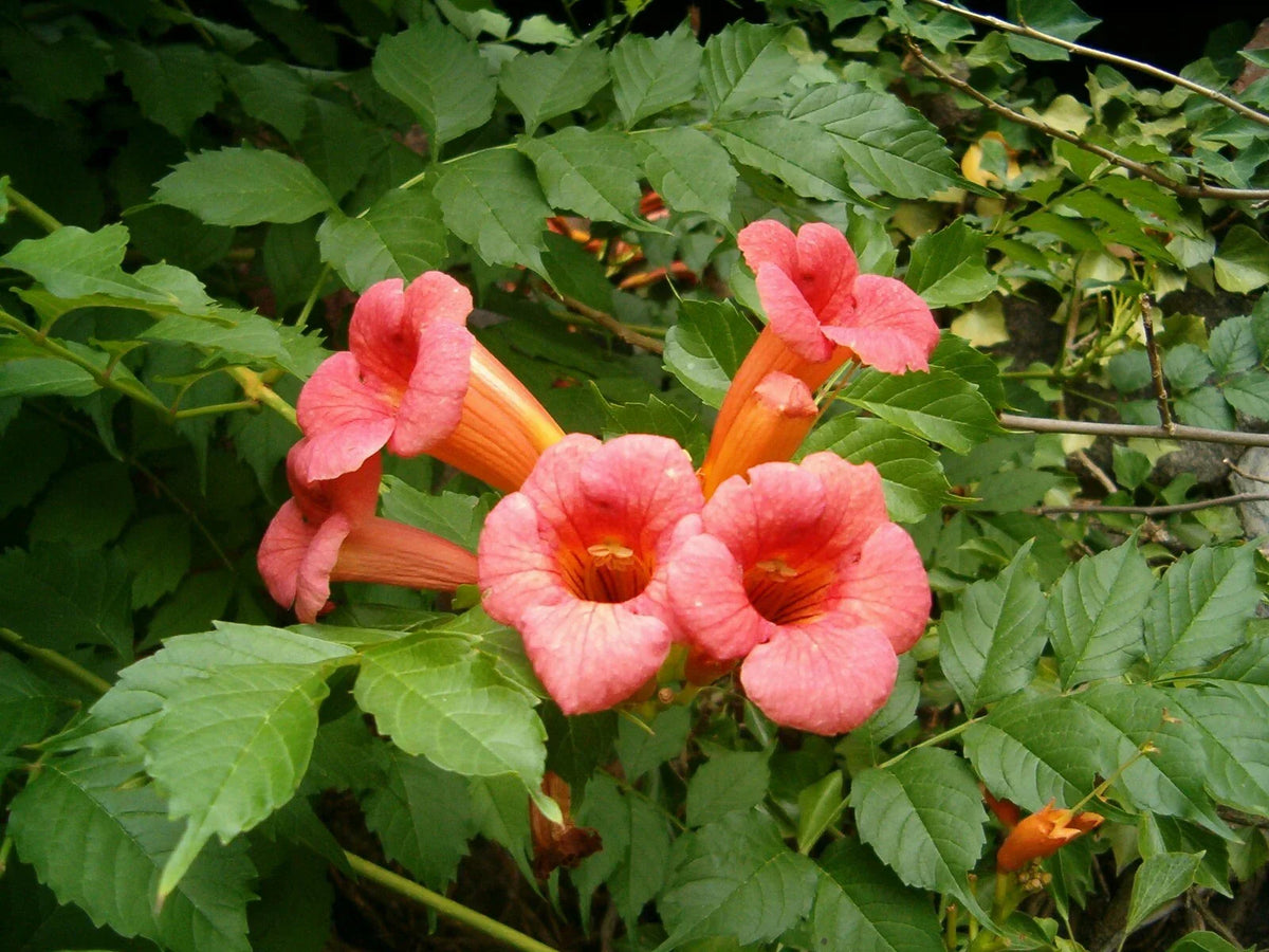 Trumpet Creeper Seeds - 60 Count Campsis radicans for Hummingbirds & Garden Vines