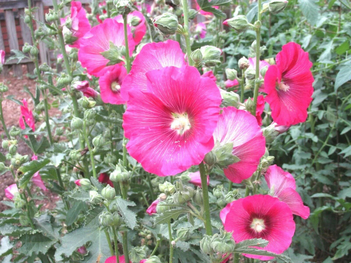 PINK HOLLYHOCK Seeds - Heirloom Alcea rosea for Garden & Cut Flowers