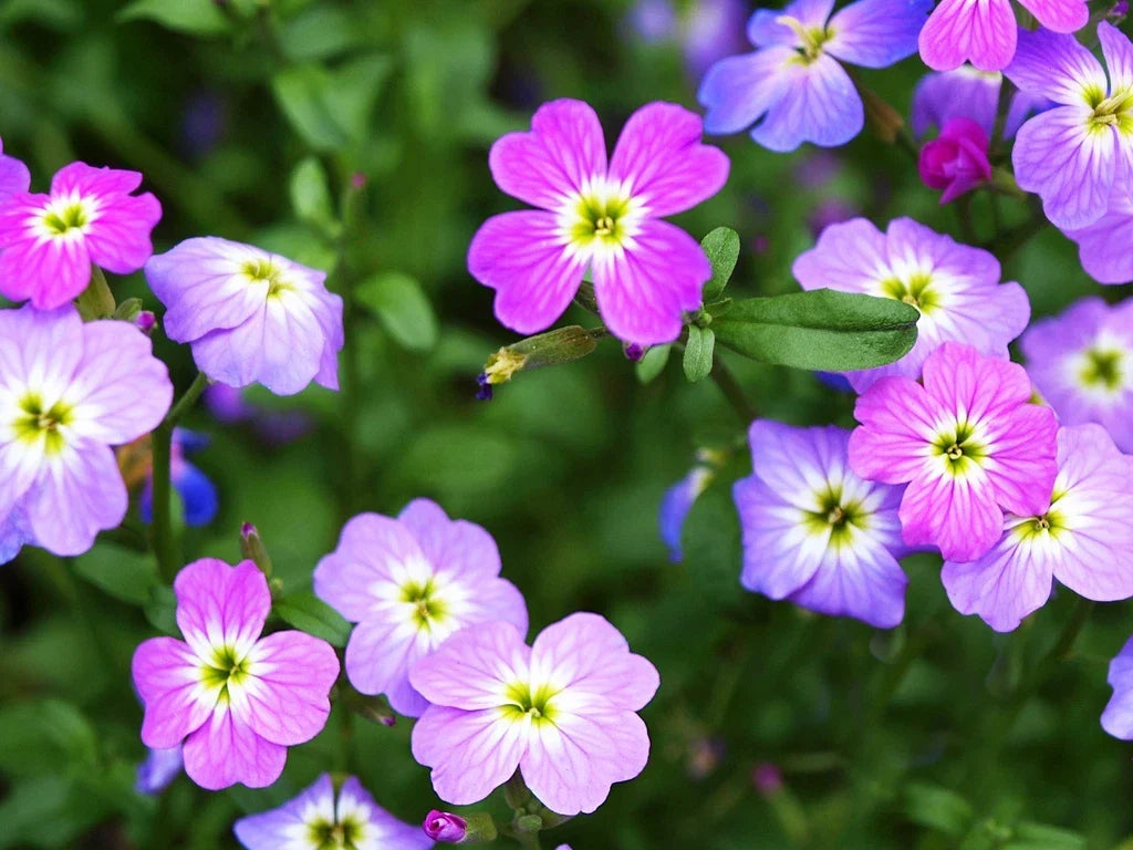 Virginia Stock Seeds 2700 Pack – Matthiola incana Flower Seeds for Borders & Cut Flowers, Full Sun, Easy to Grow