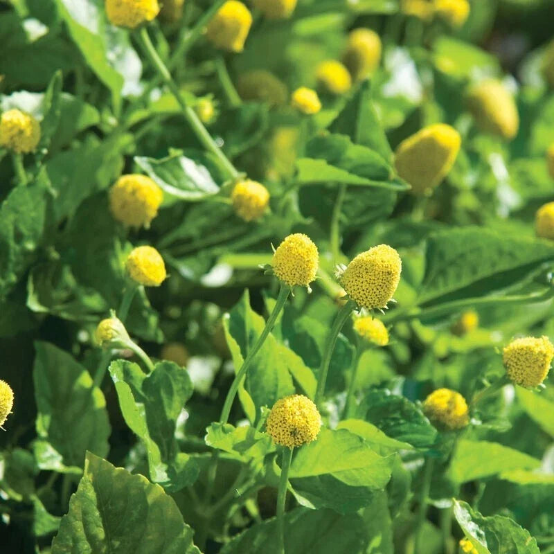 500 Paracress Seeds - Medicinal Herb, Toothache Plant, Spilanthes acmella, Culinary & Herbal Use, Non-GMO, Free Shipping