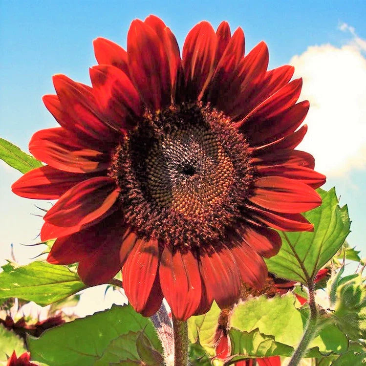 Velvet Queen Sunflower Seeds | Big Red Helianthus Flower Seeds | Annual Garden Planting 2025