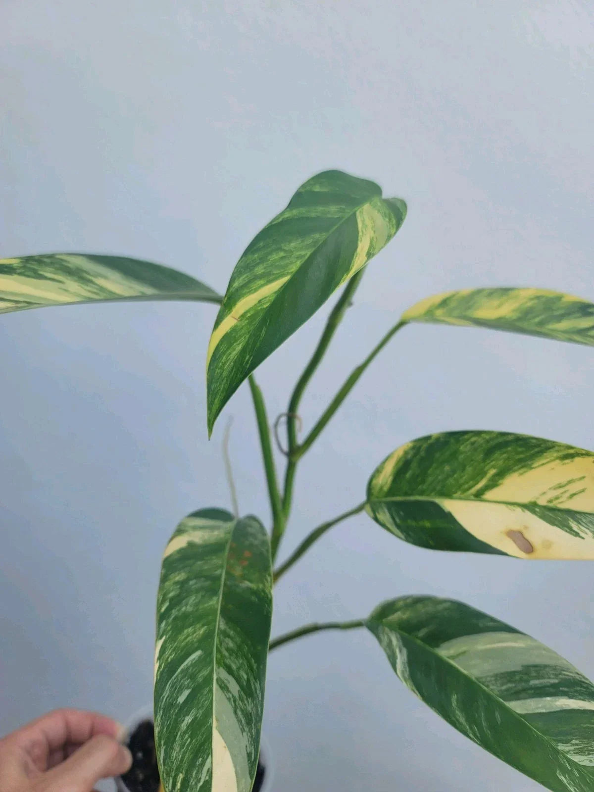 Variegated Epipremnum Aureum Indoor Houseplant - Blue Java Tricolor Foliage, Easy Care, Hanging or Climbing Plant