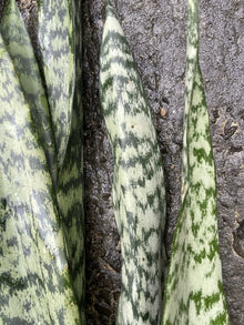 Sansevieria Leaf Cuttings - 4 Organic Hawaii Grown Snake Plant Cuttings - Indoor Houseplant Starter
