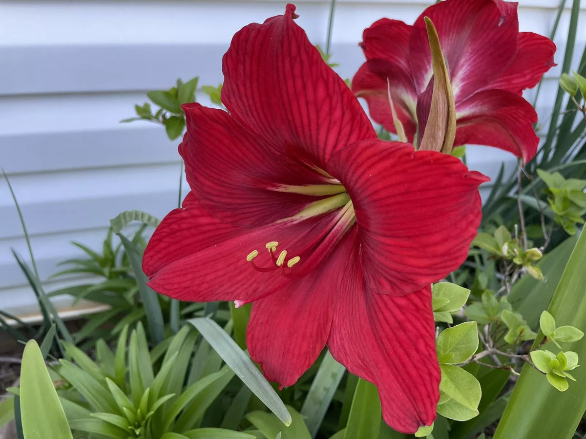 Red Giant Amaryllis Seeds - 50+ Seeds - Hippeastrum - Easy to Grow, Indoor/Outdoor Gardening