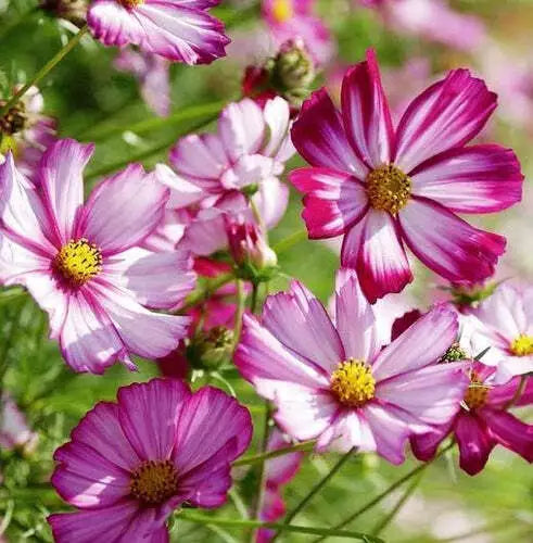 Cosmos Flower Seeds 100 Ct Radiance Variety Cosmo Bipinnatus Cut Flower - USA Free Shipping