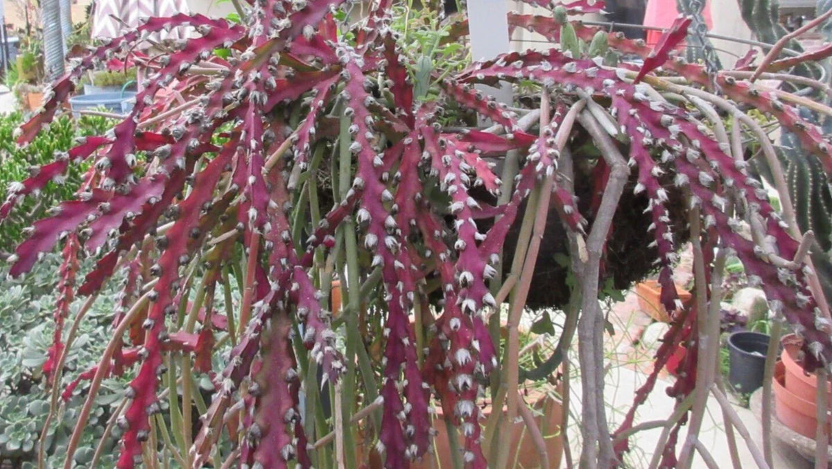 Rhipsalis Cutting 10" Long Red Clone Cactus Lepismium Cruciforme Succulent Indoor Plant
