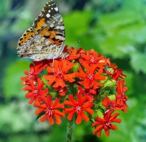 Maltese Cross Flower Seeds 50 Count - Red Perennial Lychnis chalcedonica for Garden