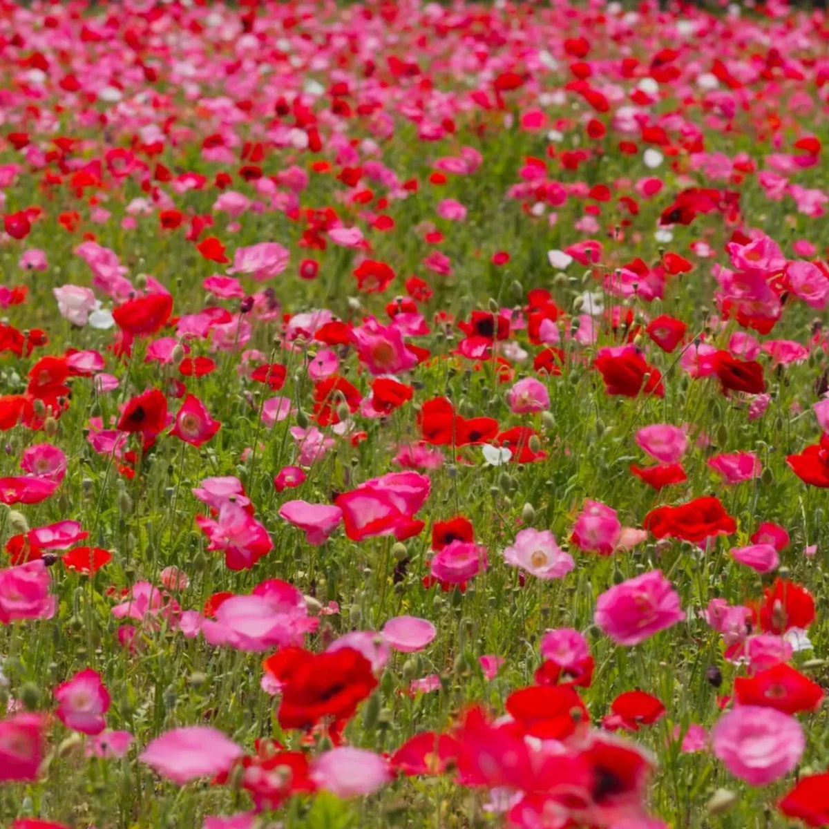 Shirley Mixed Red & Pink Poppy Seeds - 200+ Pack - Papaver rhoeas - USA Grown