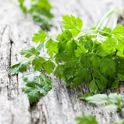 Chervil Seeds Heirloom Non-GMO Anthriscus cerefolium, Culinary Herb Seeds with Tracking Included