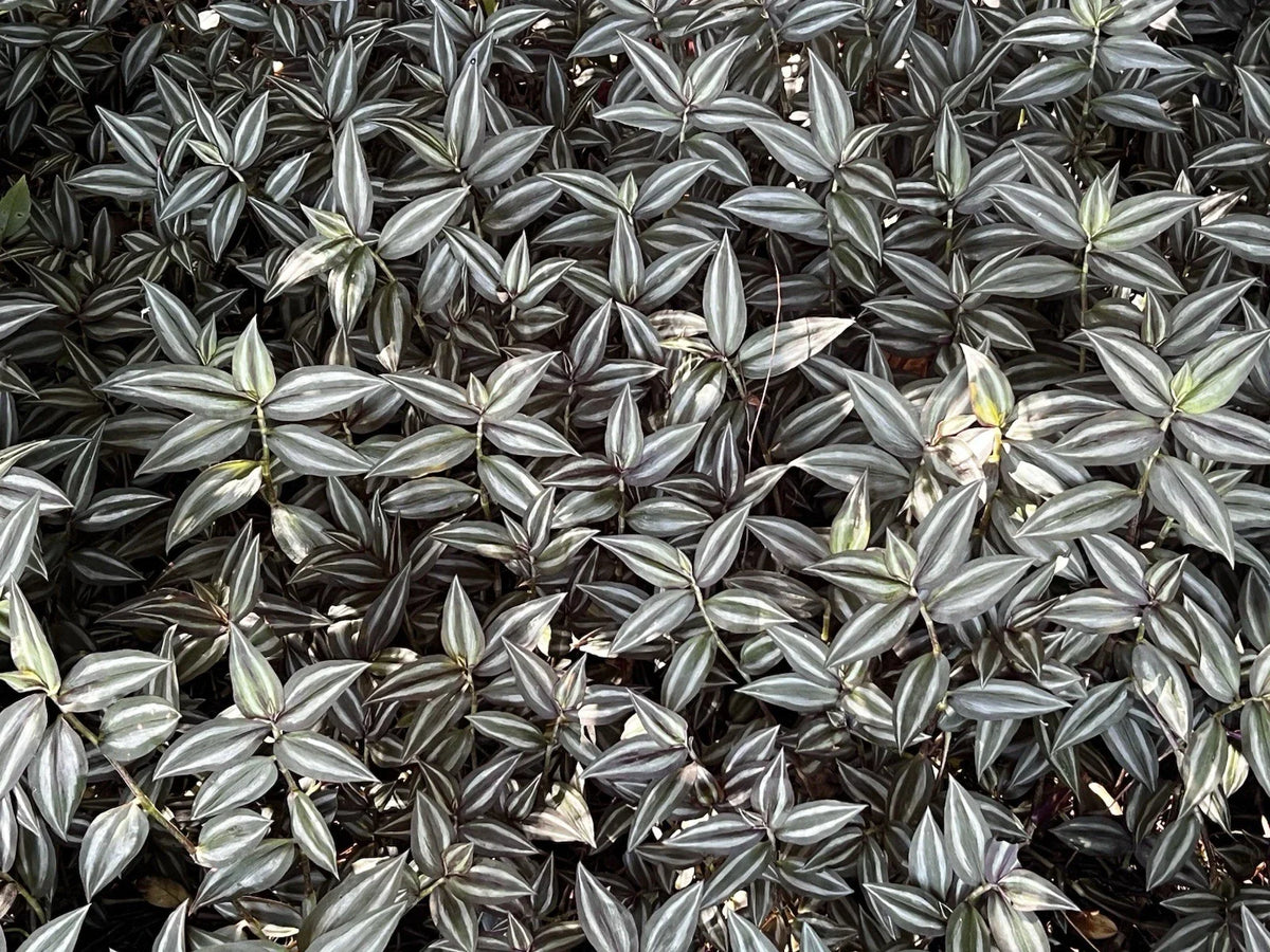 Tradescantia Zebrina Cuttings - 10 Pack Wandering Jew Plant - Easy Care Indoor Plant - Free Shipping