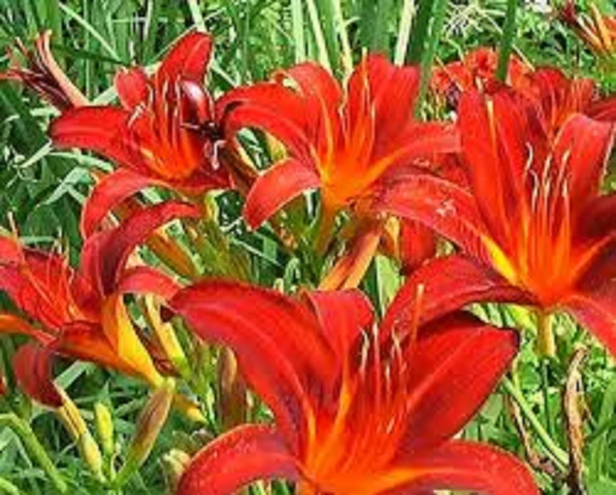 Red Giant Daylily - 3 Bare Root Plants - Hemerocallis 'Red Giant' Sprouting