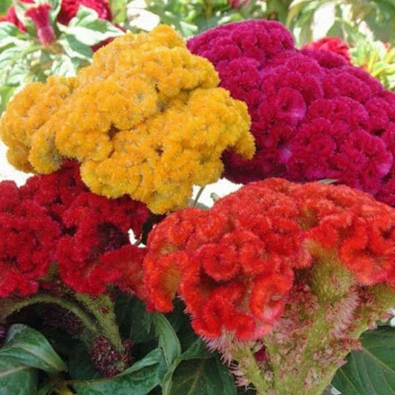Celosia Seeds Mix - Non-GMO Cristata Variety, Vibrant Colors, 100-2,000 Seeds, Flower Bed, Container, Pollinator Attractant