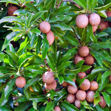 Sapodilla Tree Seeds - Tropical Chicle Variety - Manilkara zapota "Brown Sugar Fruit"