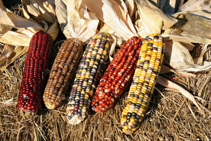Ornamental Corn Seeds - Fiesta Variety - Fresh Seed - Zea mays subsp. indurata