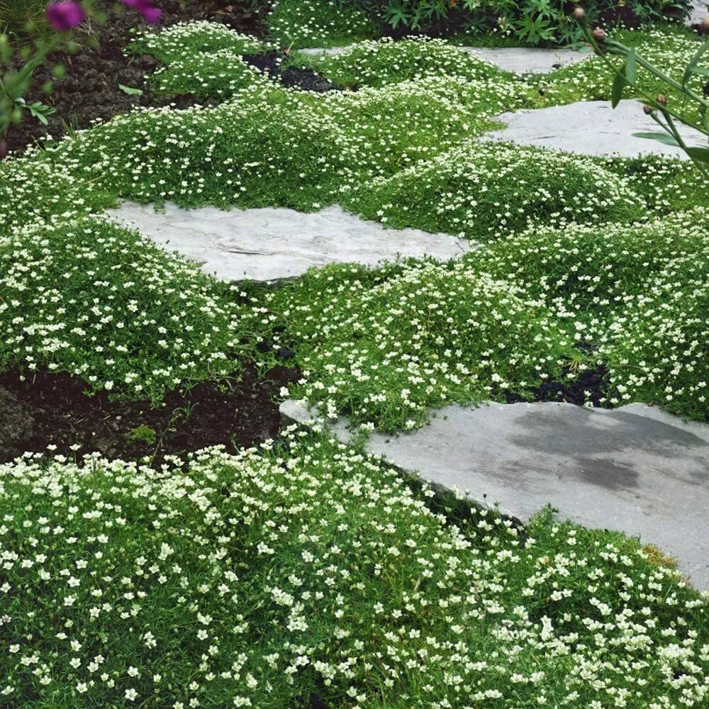 Irish Moss 250 Seeds - Sagina subulata Ground Cover with Attractive Blooms