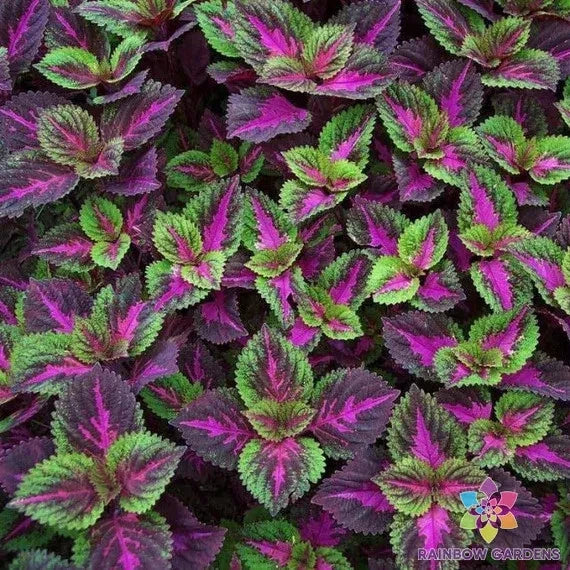 Coleus Seeds - 25+ Purple Green Variety for Garden Planting - Coleus blumei