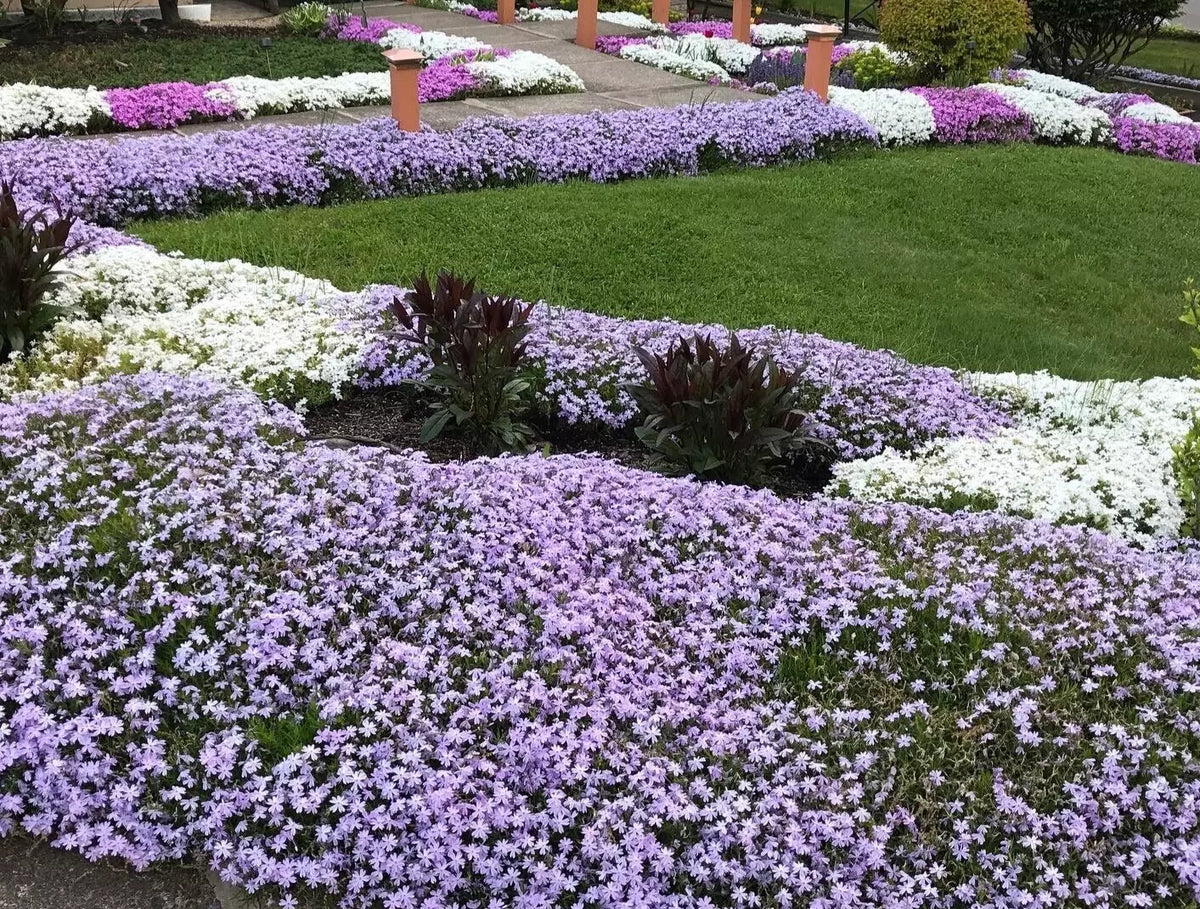 Creeping Phlox Ground Cover Plants Bundle - 40 Bare Root Lavender Deer-Proof Perennials